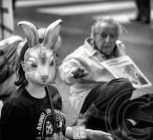 Animals Protest 2
