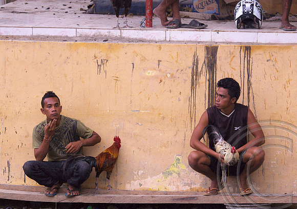 Chook fighting