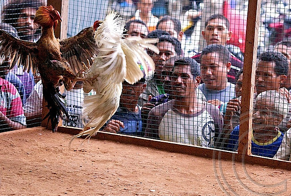Chook fighting