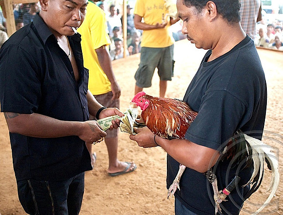 Chook fighting