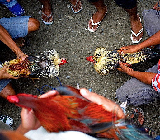 Chook fighting