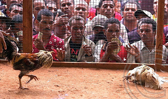 Chook fighting