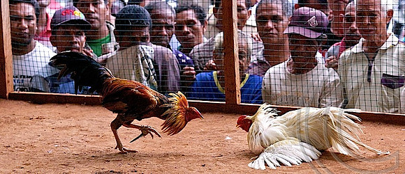 Chook fighting